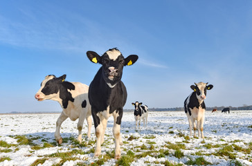 Pâturage d& 39 automne - bétail noir et blanc sur une prairie couverte de neige