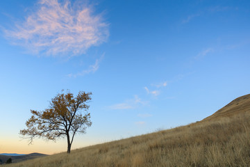 Tree And Cloud On Country Hillside