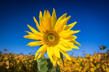 Sonnenblume im herbstlichen Weinberg
