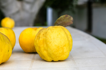 Ripe quince is on a white plastic table in the garden.