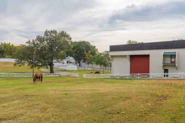 Fototapeta na wymiar A Horse Farm in the Country