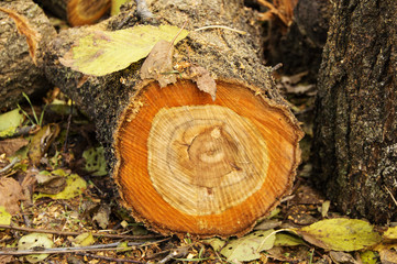 section of a tree fall