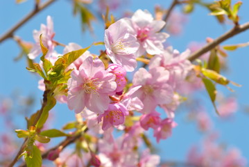 Obraz premium 桜