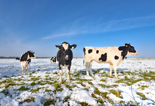 Wintereinbruch - drei Holstein Friesian Rinder auf einer verschneiten Weide