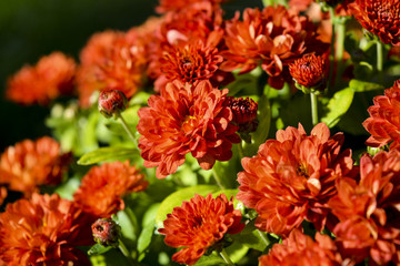 осенние цветы хризантемы