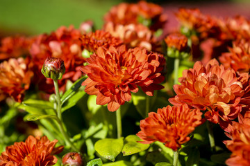 Осенние цветы хризантемы в городском парке