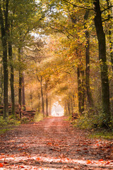 Naklejka premium Path in the forest, bathed in golden sunlight. Sunrays through the branches. Autumn colors in all her glory.