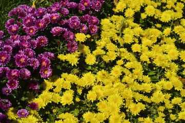 осенние цветы хризантемы