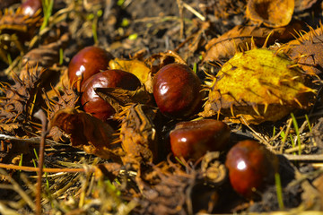 Плоды дерева каштан © valteru