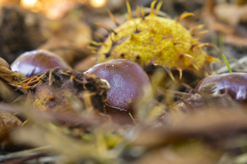 Плоды дерева каштан © valteru