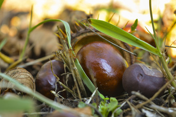 Плоды дерева каштан © valteru