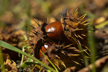 Плоды дерева каштан © valteru