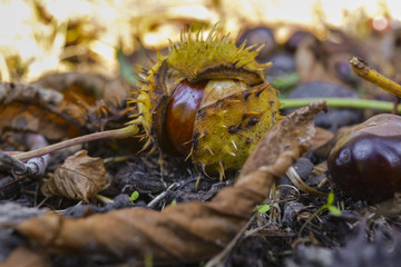 Плоды дерева каштан © valteru