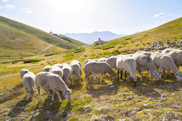 pecore al pascolo in Italia - obrazy, fototapety, plakaty