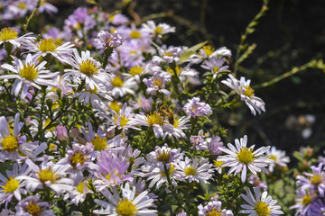 Осенние цветы хризантемы