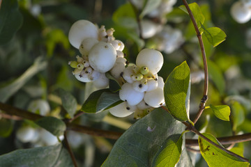 белые плоды на кусте в городском парке