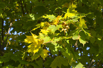 Obraz premium желтые листья в осеннем городском парке