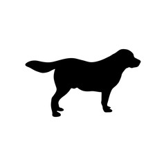 Vector image of an dog labrador on white background