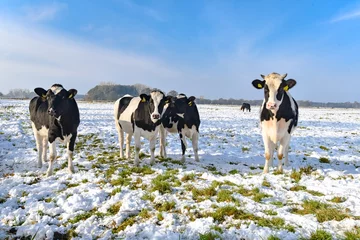 Photo sur Plexiglas Vache Début de l& 39 hiver - bétail sur pâturage d& 39 automne enneigé