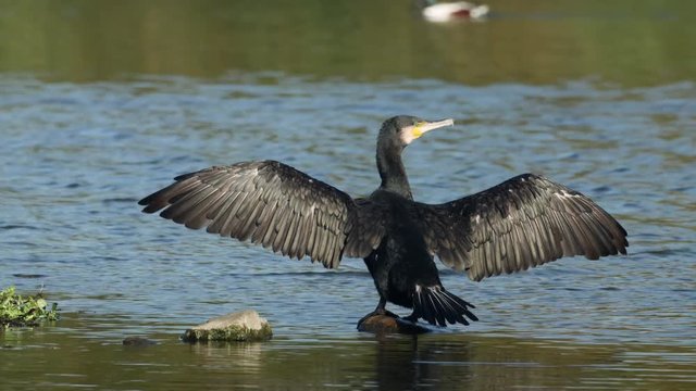 Cormorant (Phalacrocorax carbo) perched on a rock with spread open wings drying