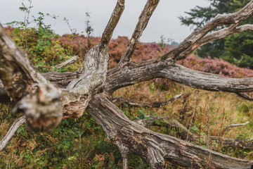 Morning in the blooming heather fields