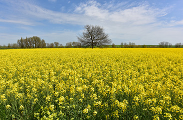 Obraz premium Field of Rapeseed in Bloom alongside the Camino de Santiago de Compestela in Spain.