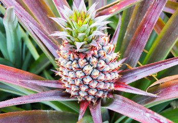 Baby pineapple fruit growing on a plant.