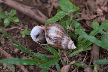 Snail shell on grass leaf