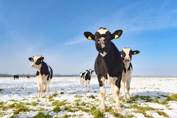 Photo sur Plexiglas Vache Bovins sur un pâturage enneigé en automne