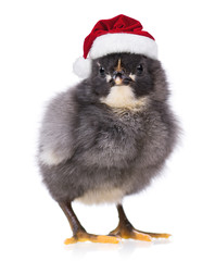 Beautiful little black chicken in red Christmas Santa hat. Cute newborn chicken dressed as Santa Claus looking at camera. Christmas newly hatched chick, isolated on white background.