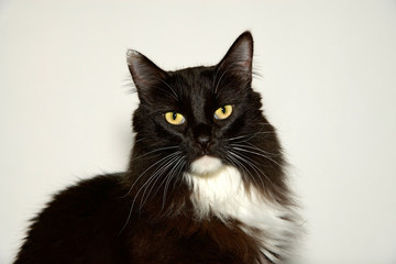 One black and white long haired cat with yellow green eyes looking directly at viewer. Off white background.