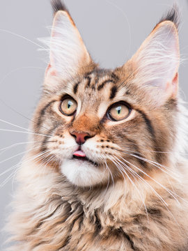 Portrait of domestic black tabby Maine Coon kitten - 5 months old. Funny striped kitty licking nose and looking away. Beautiful young cat is washing itself, showing tongue on grey background.