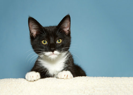 Portrait of one Black and white short haired tabby kitten laying on sheepskin blanket, peeking over edge of bed table looking at viewer, blue background with Copy space