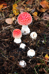 mushroom fly agaric in the forest