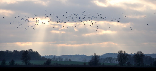 Ptaki zbierające się do odlotu na zimę.