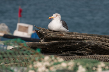 Seagull in the seashore