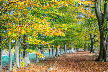Avenue of Beech Trees in Autumn