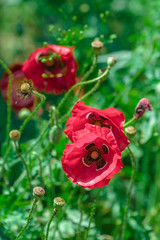 Pink Poppies