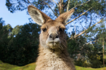 Gros plan d& 39 un kangourou en Australie