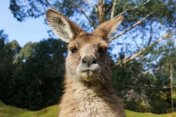 Photo sur Aluminium Kangourou Gros plan d& 39 un kangourou en Australie