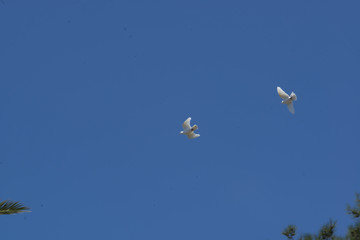 Doves in Spain