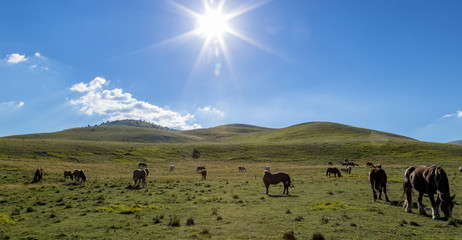 Beautiful horses under a cloudy sky