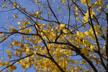 Yellow leaves of a linden. Yellowing leaves on the branches of a tree. Autumn background from leaves of a linden. Yellow autumn leaves