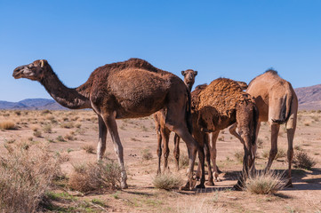 Dromedare in der Wüste; Marokko