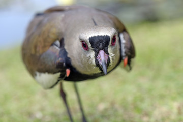 Southern lapwing in attack position to defend cub
