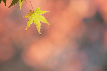 一葉の黄色いモミジ