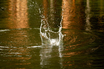 Water splashes  in the water on the river