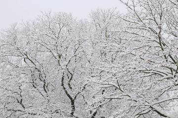 Winter background. Winter trees on snow