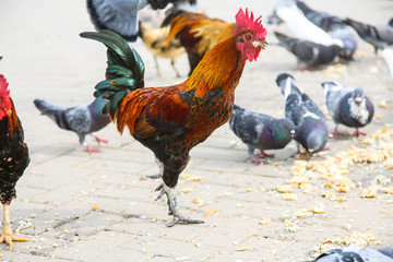Spotted orange with black and green rooster walks in the Park.