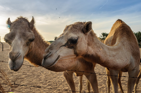 Camellos en un safari en el desierto en Dubai